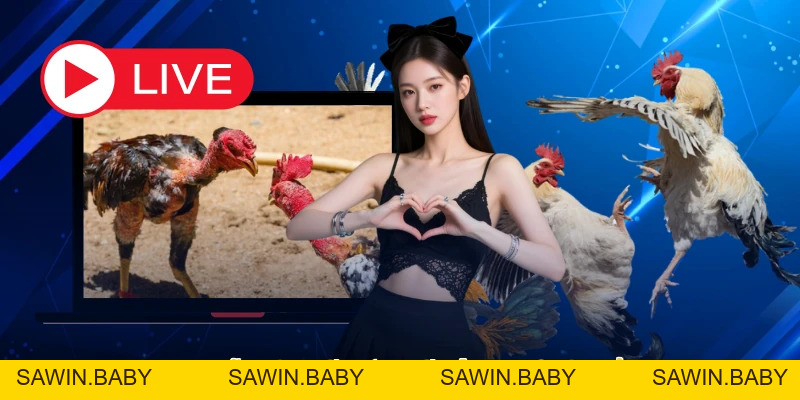 Thuốc Nuôi Gà Đá Tốt Nhất - Giải Pháp Tăng Cường Thể Lực - sawin.baby