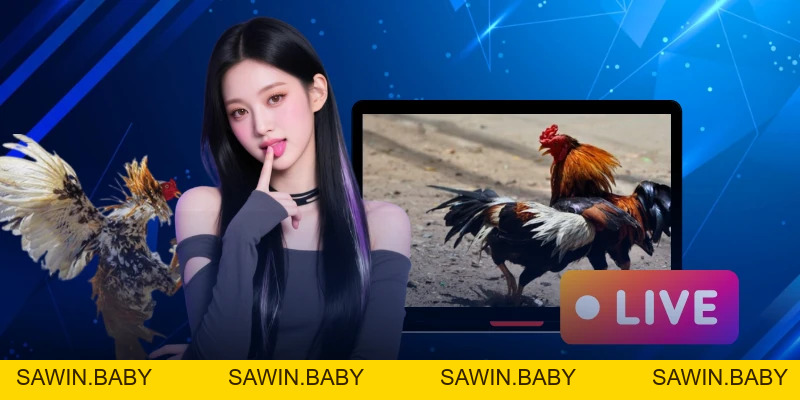 Cách Nuôi Gà Đá Có Lực - Bí Quyết Chiến Thắng - sawin.baby