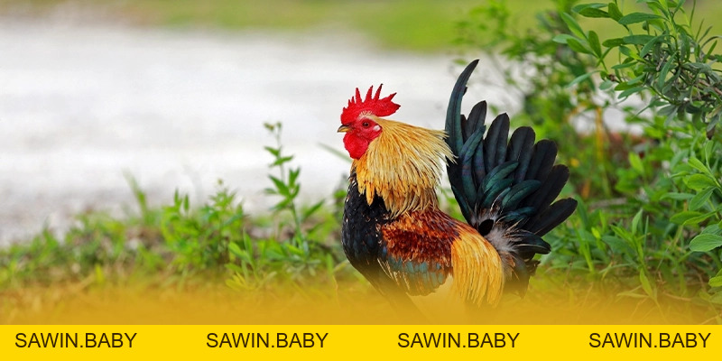 DA88 Điểm Hẹn Cá Cược Trực Tuyến Uy Tín Đẳng Cấp Quốc Tế - sawin.baby - sawin.baby