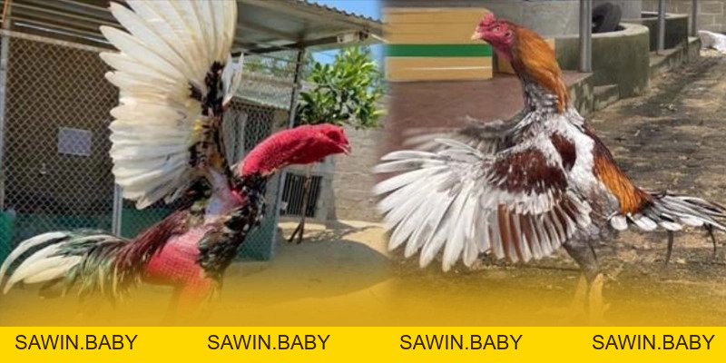 DA88 Điểm Hẹn Cá Cược Trực Tuyến Uy Tín Đẳng Cấp Quốc Tế - sawin.baby - sawin.baby