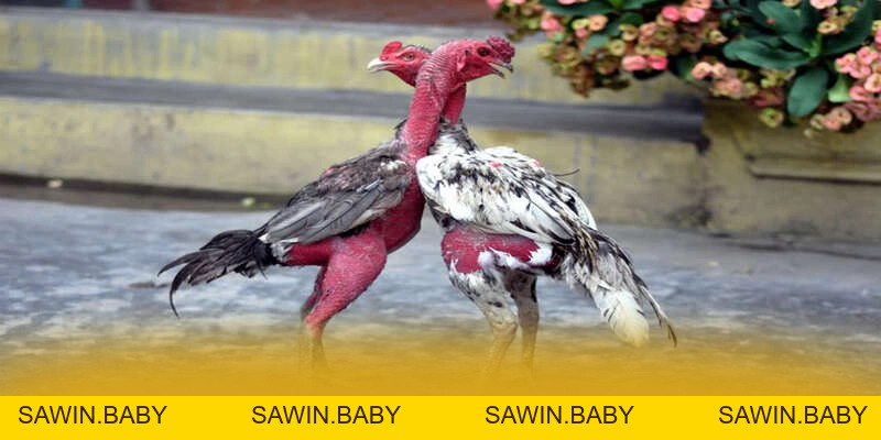 FB88 - Cổng game được tin dùng hiện nay - sawin.baby - sawin.baby FB88 - Cổng game được tin dùng hiện nay - sawin.baby - sawin.baby