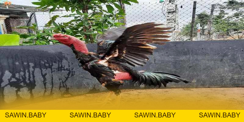 8XBET - Cong game an toan tuyet doi 2026 - sawin.baby - sawin.baby 8XBET - Cong game an toan tuyet doi 2026 - sawin.baby - sawin.baby