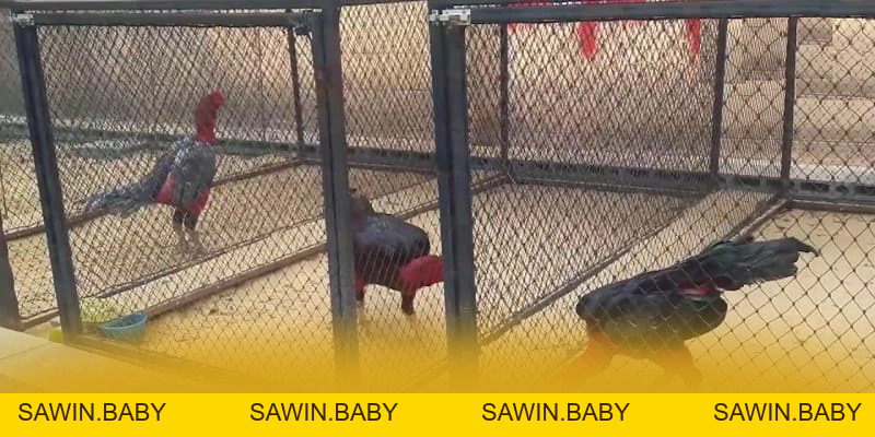 GOOD88 - Sảnh game an toàn tuyệt đối số 1 Việt Nam - sawin.baby - sawin.baby GOOD88 - Sảnh game an toàn tuyệt đối số 1 Việt Nam - sawin.baby - sawin.baby